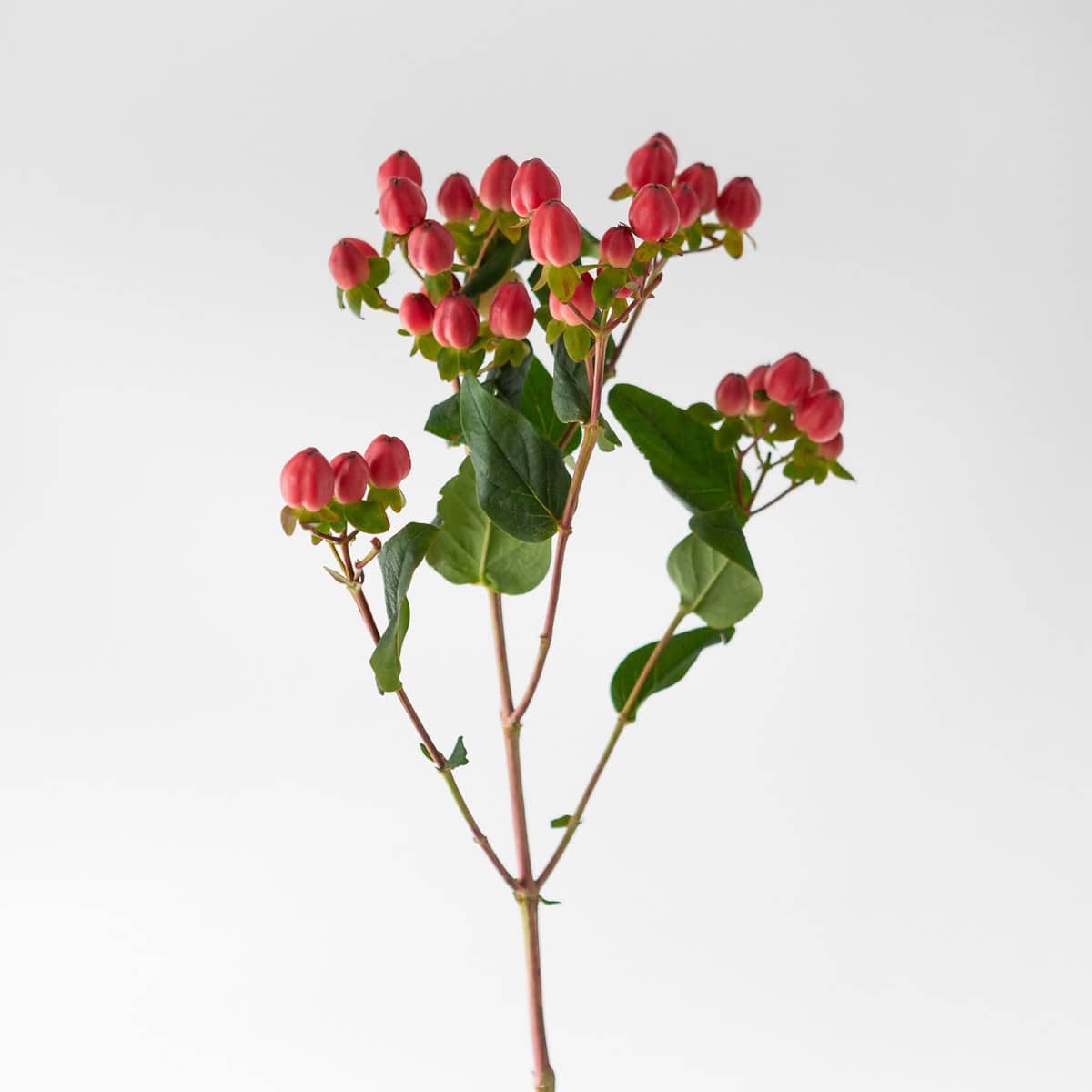 Spray Hypericum Red