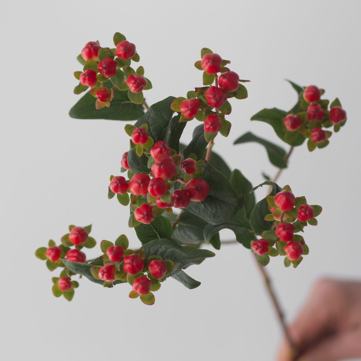 Spray Hypericum Red