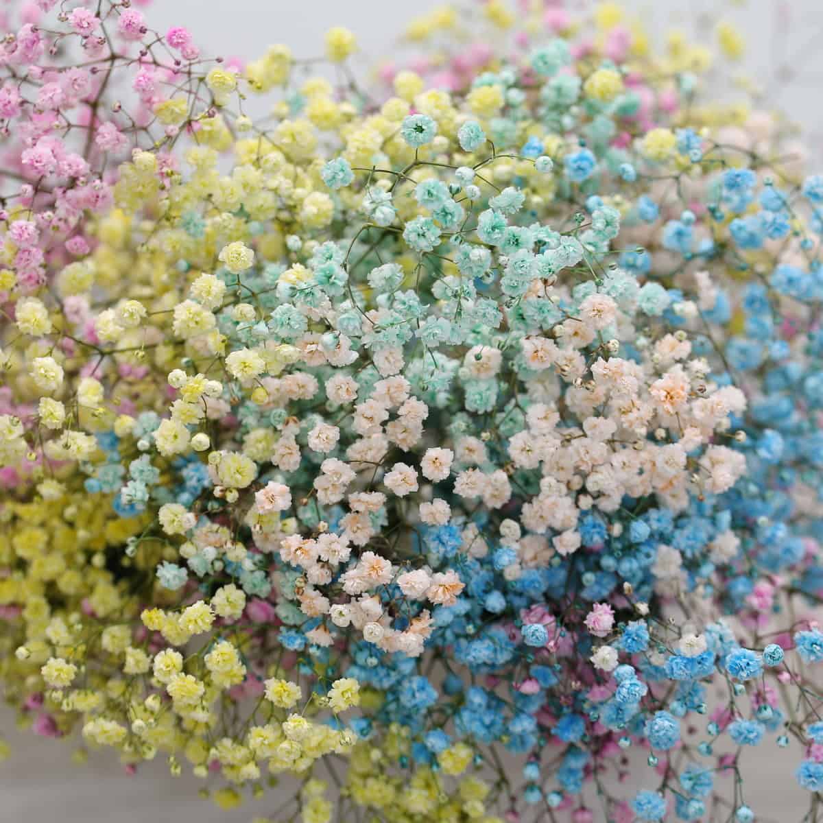 Pastel tinted gypsophila flowers close-up with soft rainbow colors