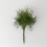 Tree Fern Greenery (Tiki)