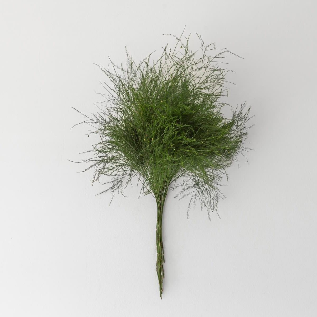 Tree Fern Greenery Tiki bunch bulk greenery for floral arrangements