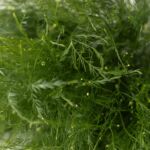 Tree Fern Greenery (Tiki)