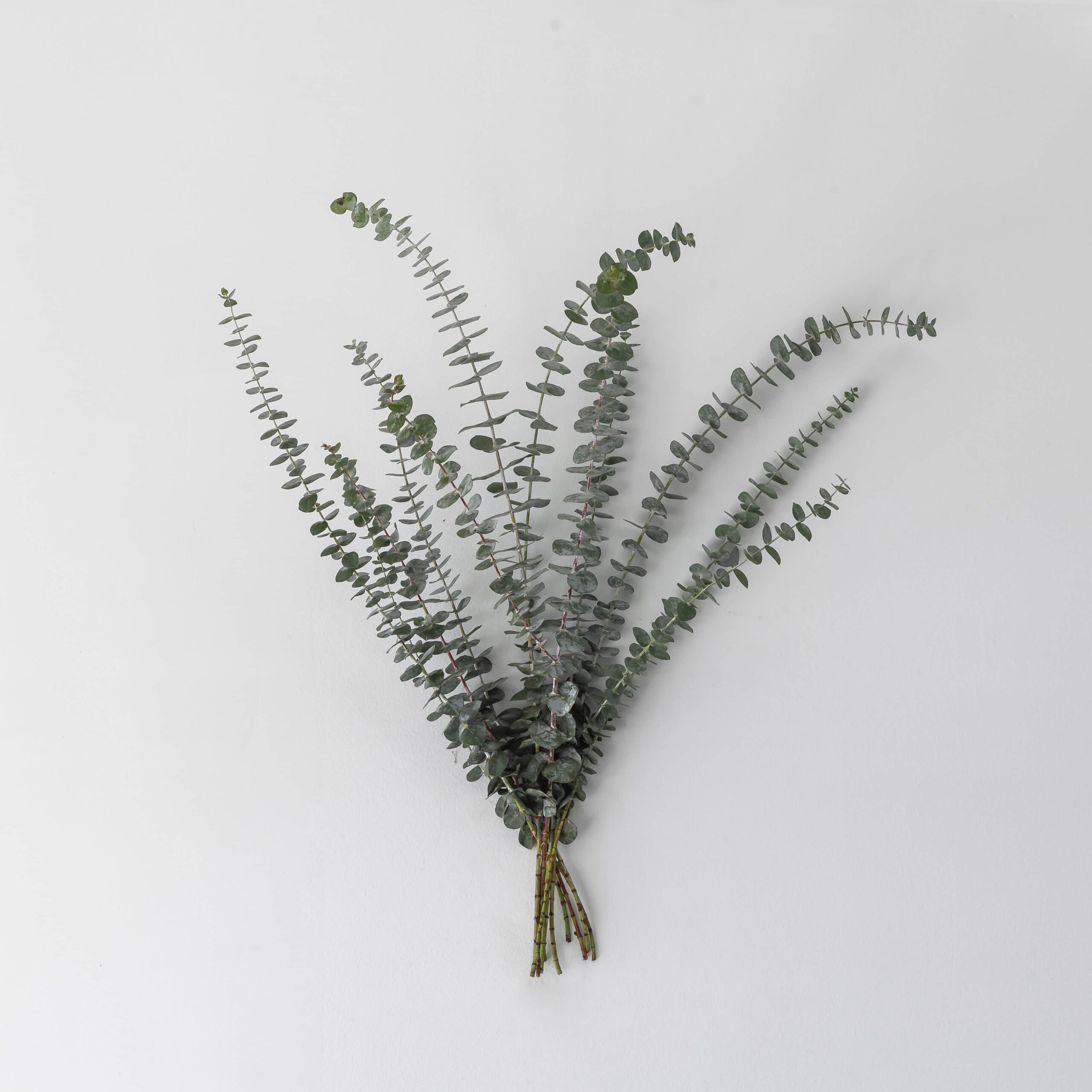 true blue eucalyptus bulk bunch with blue green foliage