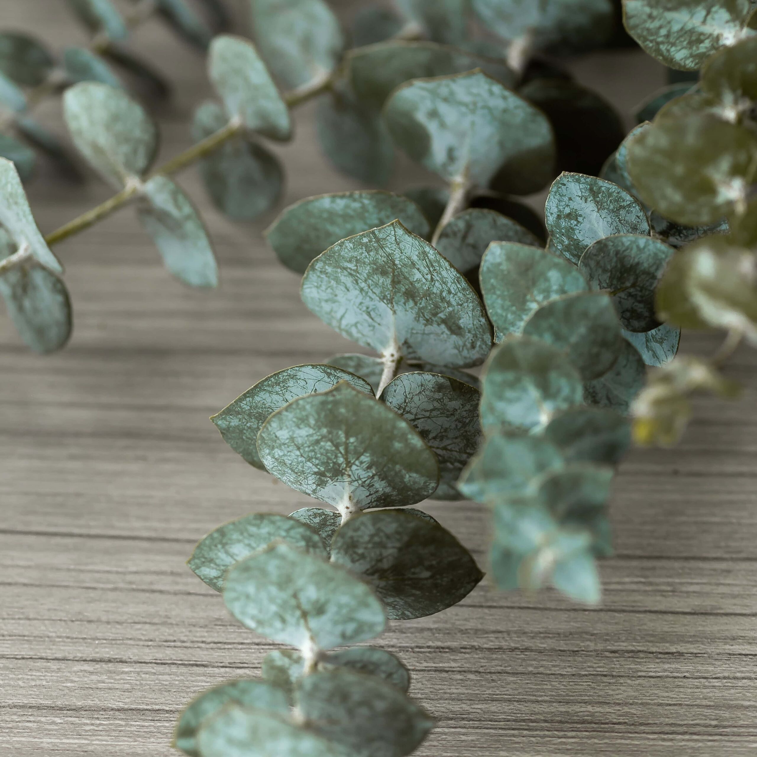 close up true blue eucalyptus leaves blue green texture