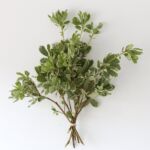 Variegated Pittosporum