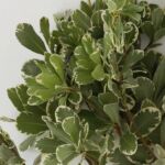 Variegated Pittosporum