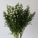 White Mini Asters