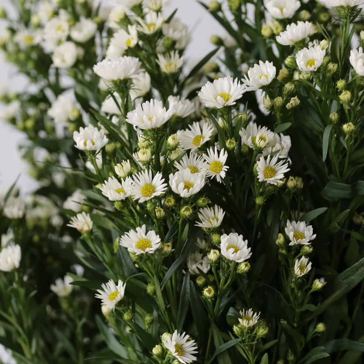Close-up of white mini asters with small white flowers and yellow centers