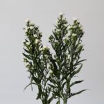 White Mini Asters