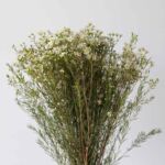 Waxflower blanc (Waxflower)