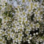 Waxflower blanc (Waxflower)