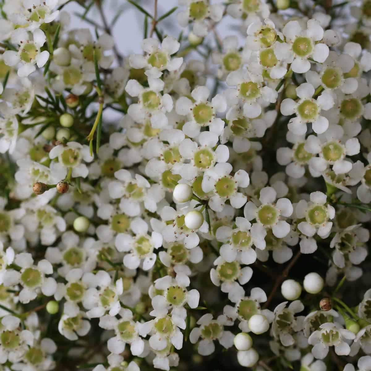 White waxflower close up small delicate filler flowers