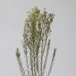 Waxflower blanc (Waxflower)