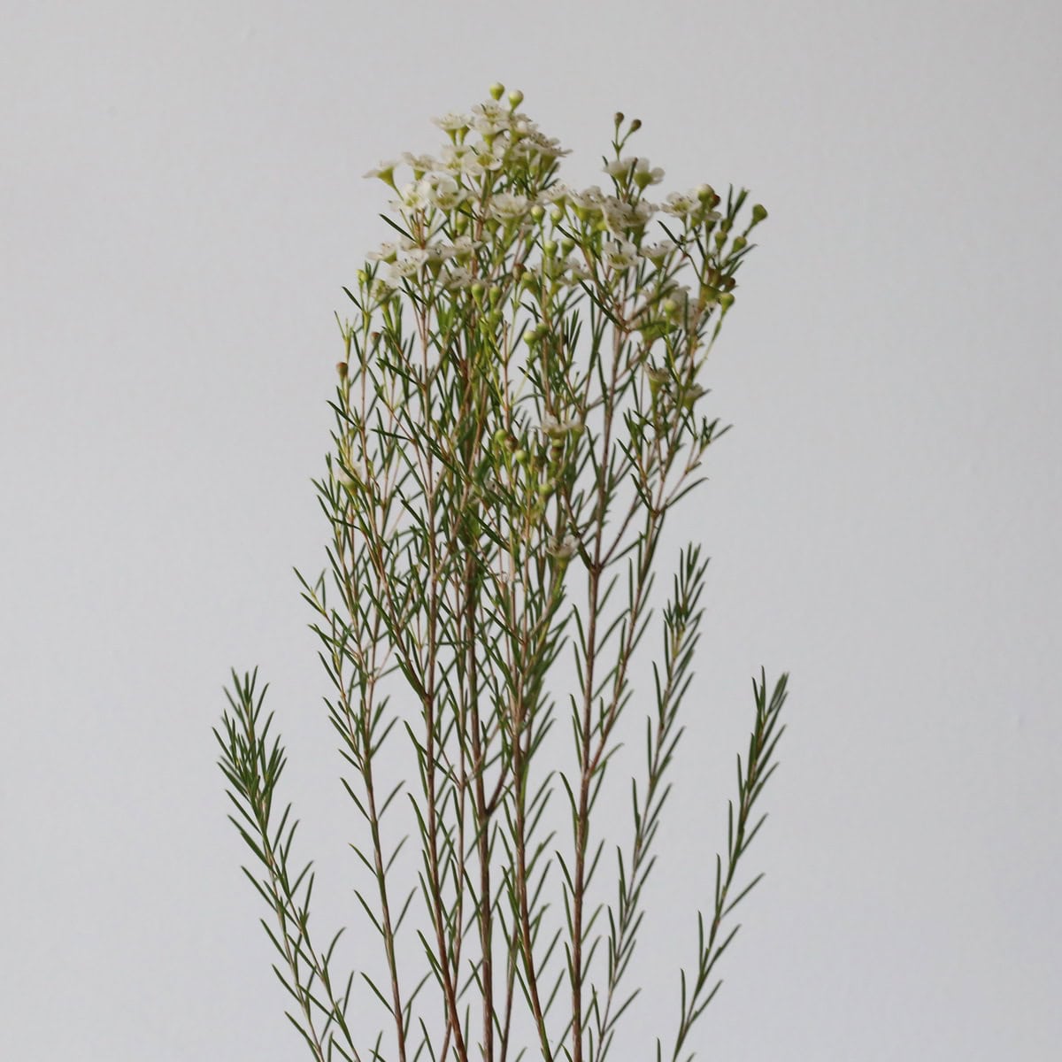 Waxflower blanc (Waxflower)